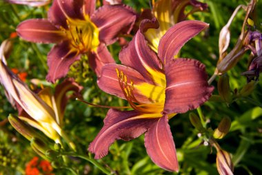 Kırmızı çiçek arka planı kapat