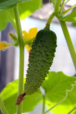yatakta salatalık büyüyen