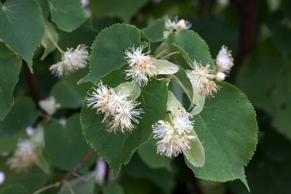 ıhlamur ağacının çiçekleri