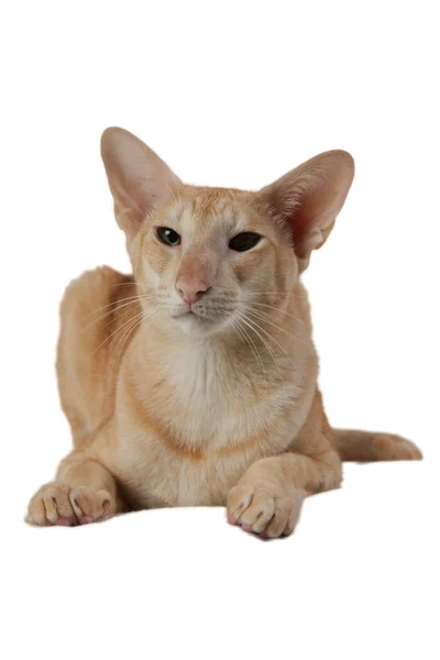 Oriental cat — Stock Photo, Image