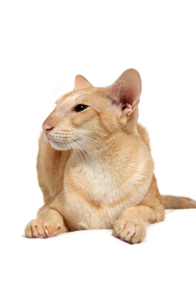 Oriental cat — Stock Photo, Image