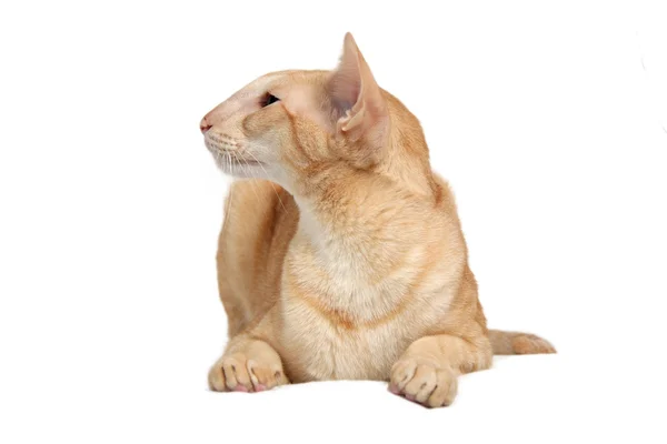 Oriental cat — Stock Photo, Image