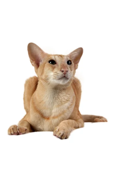 Oriental cat — Stock Photo, Image