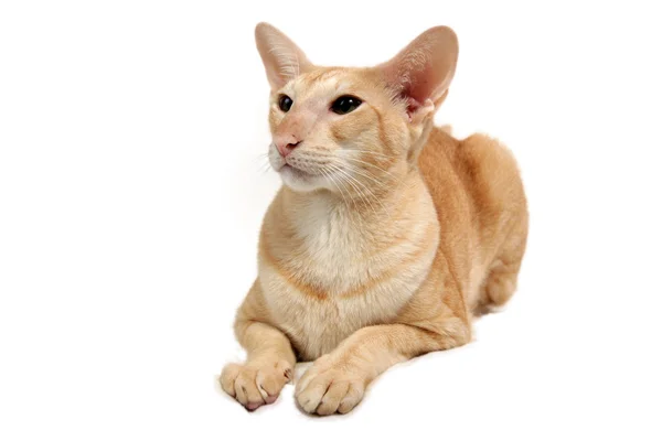 Oriental cat — Stock Photo, Image