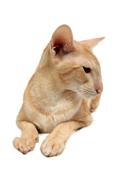 Gato oriental — Foto de Stock