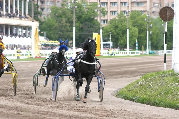 Koń wyścigowy zaprzęgnięty do koszyka — Zdjęcie stockowe