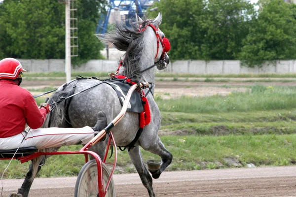 カートに活かした競走馬 — ストック写真