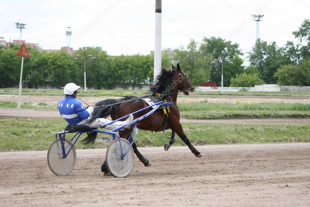 racehorse harnessed to the cart