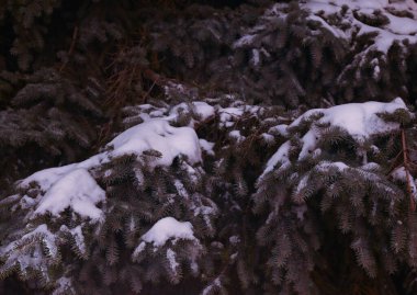 Kış Noel ağacı karla kaplı park akşam yürüyüşü