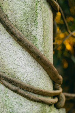 Mermer taş sütunları ve çitleri olan terk edilmiş tropikal bir bahçe. Sütunlar sarmaşıklarla kaplanmış..