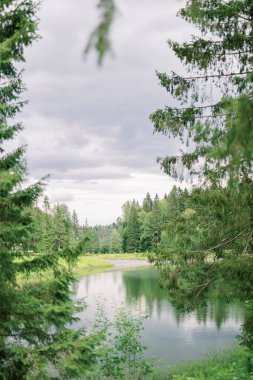 Güzel bir manzara. Bulutlu bir günde ormanın ortasında köknar ağaçları ve huş ağaçları olan bir göl. Orta coğrafi alanda manzara.