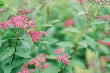 Yeşil yapraklardan oluşan bir arka planda mor arrow çiçekleri. Seçili odak ve bulanık arkaplan.