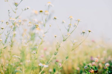 Çiçekli papatya tarlası. Yaz çiçekleri ve yaz ortası. Çayır ve doğa kokuları ve kokuları. Polen alerjisi.