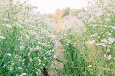 Çiçekli papatya tarlası. Yaz çiçekleri ve yaz ortası. Çayır ve doğa kokuları ve kokuları. Polen alerjisi.