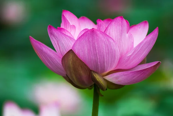 Lotus flower plants — Stock Photo, Image