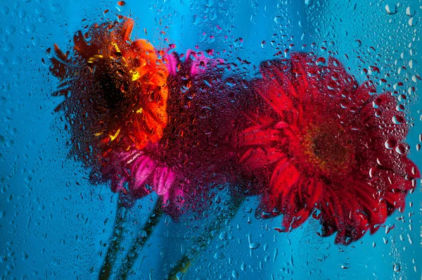 Крупним планом на рожевій гербері ромашкова квітка за мокрим склом — стокове фото