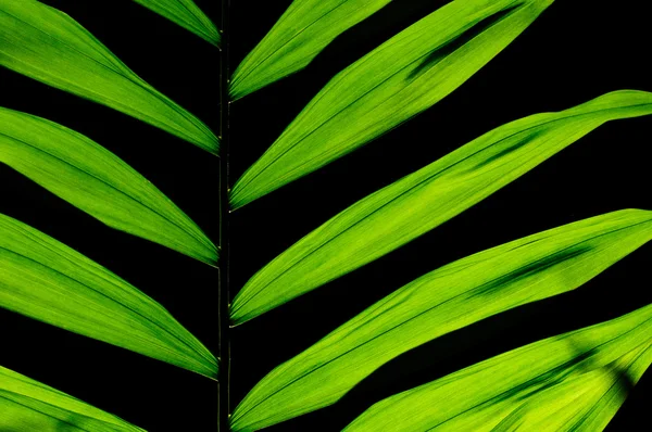 Leaf krukväxt — Stockfoto