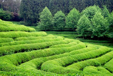 çay plantasyon