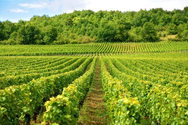 Vineyard Fransa