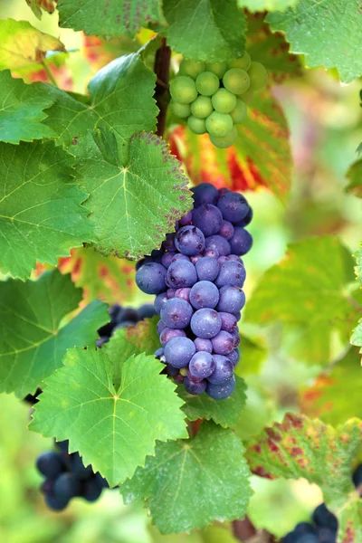 Rotweintrauben, die in einem Weinberg wachsen — Stockfoto