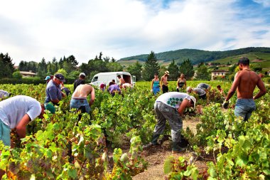 Beaujolais, Fransa - 17 Eylül 2012: üzüm hasat sırasında Fransa'nın Beaujolais bölgesinde bir bağ içinde malzeme çekme işçi.