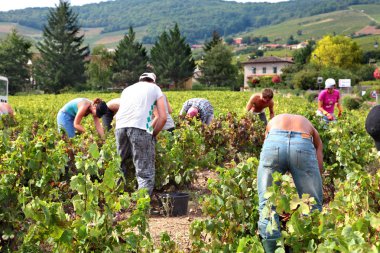 Beaujolais, Fransa - 17 Eylül 2012: üzüm hasat sırasında Fransa'nın Beaujolais bölgesinde bir bağ içinde malzeme çekme işçi.