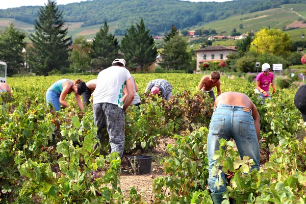 Beaujolais, Frankrijk - 17 September 2012: Werknemers druiven plukken tijdens het oogstseizoen in een wijngaard in de Beaujolais-regio van Frankrijk. — Stockfoto