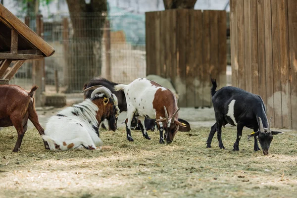 Chèvres sur un pâturage — Photo