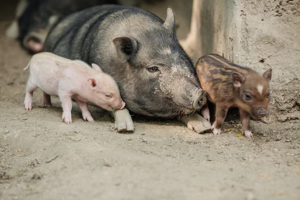 어머니와 함께 piglets — 스톡 사진