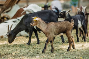 Keçiler bir mera üzerinde