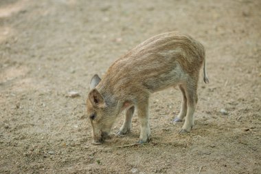 Küçük domuzcuk çiftlik alanı