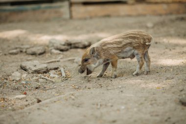 Küçük domuzcuk çiftlik alanı