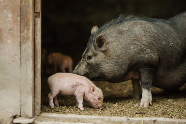 어머니와 함께 piglets — 스톡 사진