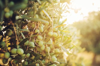 Sonbaharda zeytin ağacında zeytin
