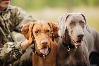 avcı ormanda bir köpekle