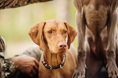 avcı ormanda bir köpekle