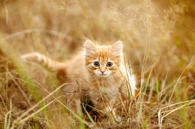 çimenlerin üzerinde güzel zencefil yavru kedi