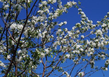 Çiçek açan elma ağacı