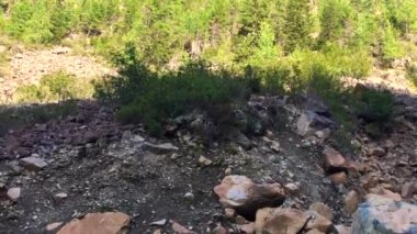 Doğa çiçekleri, böğürtlen, dağ nehri, dağ kayaları,