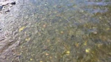 Nehir berrak su ve taşlar, okuma suyu dökülüyor, kaynak suyu tabiat temiz hava, orman, çimen, mavi gökyüzü