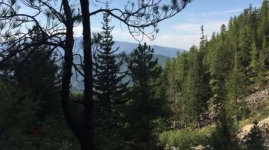 Doğa, gökyüzü ve orman, yapraklar ve ağaçlar, su, dağ ve dağlarla yakın çekim videoları. Doğal dokular. Çam ormanı, uzun ağaçlar, yeşil çimenler, çam kozalakları,