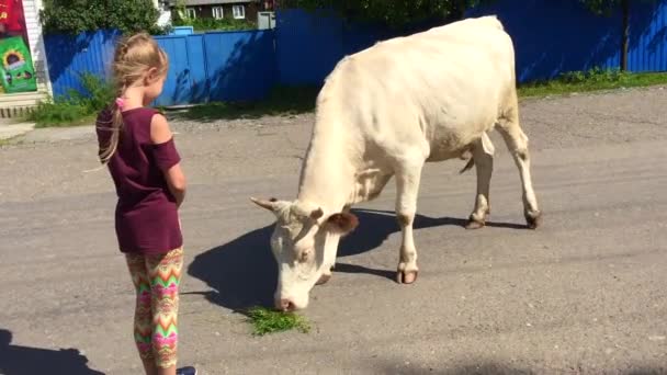 Biały byk lub krowa, dziewczyna głaska krowę i karmi ją zieloną trawą — Wideo stockowe