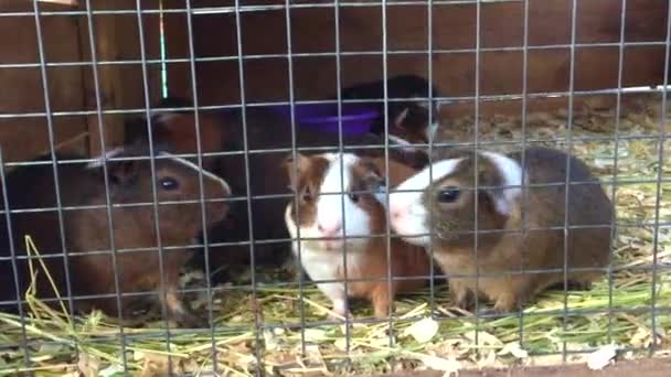 Tengerimalacok menekülnek, ketrecet rágnak. — Stock videók