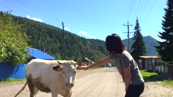 Beyaz boğa ya da inek, inek okşayan bir kız. — Stok video