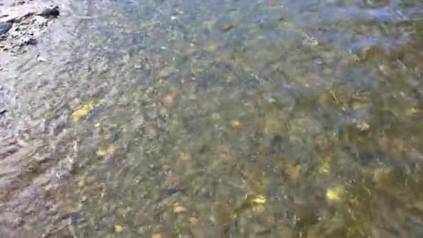 Rivière eau claire et pierres, lecture de l'eau versant, eau de source nature air frais, forêt, herbe, ciel bleu — Video