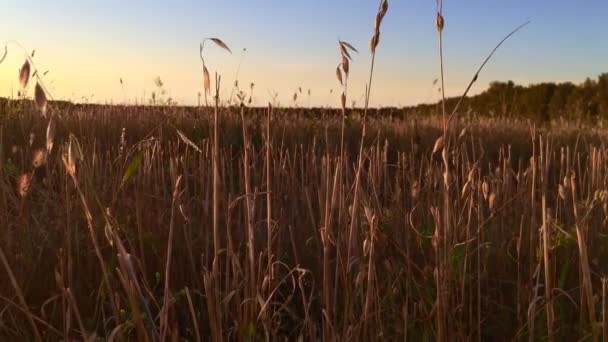 Поле сено, сухой желтый урожай травы, — стоковое видео