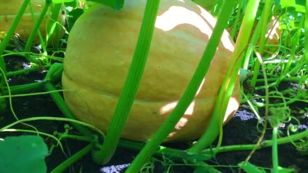 Calabaza crece en el huerto. calabaza naranja en el suelo en hierba verde — Vídeos de Stock