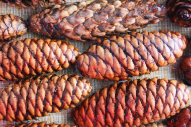 Koniler ve Noel ağacı. Firavun ağacı ve çam kozalakları arka plan