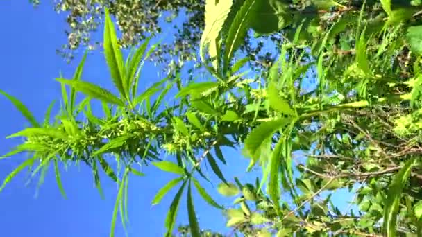 Cannabisknopp marijuana växter Medicinsk Juridisk Marijuana — Stockvideo
