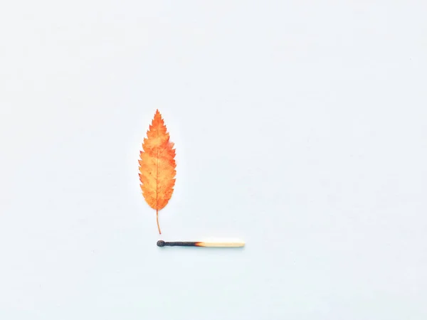 A match that sets fire to a forest, a match, and an autumn leaf. a burning match can cause a fire in the forest. — Stock Image A match that sets fire to a forest, a match, and an autumn leaf. a burning match can cause a fire in the forest. Stock Image